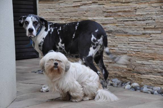 Nossos cães entristecidos, pois já tinham percebido que sairíamos de viagem (em Curitiba - PR)